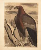 Aigle sur une branche by Mateo Hernández, 1926, Encre, lavis et aquarelle, sold Feb 2024