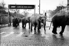 Les éléphant à la gare de Bercy, American Circus, Paris by José Nicolas, 1985, Tirage argentique, légendé et signé au dos par le photographe, sold Feb 2025