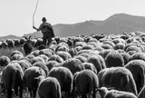 Transhumance dans le Mercantour, Alpes Maritimes by José Nicolas, 2002, Tirage argentique, légendé et signé au dos par le photographe, sold Feb 2025