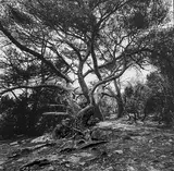 Les arbres, Porquerolles by José Nicolas, 2015, Tirage argentique, légendé et signé au dos par le photographe, sold Feb 2025