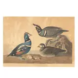 Harlequin Duck , Havell Edition by John James Audubon, Hand-colored engraving with etching and aquatint, sold Jul 2025