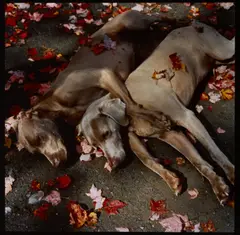 Roadside Rest, 1987 by William Wegman, 1987, cibachrome print, sold Apr 2026