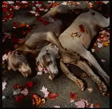 Roadside Rest, 1987 by William Wegman, 1987, cibachrome print, sold Apr 2026