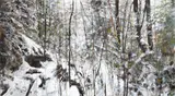 Winter Forest M, 2004 by Gordon A. Smith, 2004, acrylic on canvas, sold May 2026