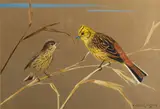 Yellowhammer with her chick - Watercolour - 24 by Ralston Gudgeon, Watercolour, offered Oct 2025