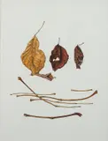 Untitled by Kate Nessler, Watercolour -29 x, sold Feb 2025