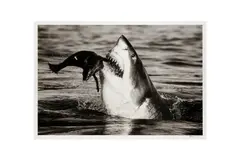 Untitled by David Yarrow, ink, offered Jul 2024