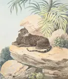 Black panther by Samuel Howitt, Pencil and watercolour, sold Oct 2023