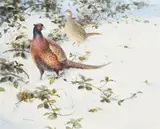 Pheasants in the snow by Rodger MaCphail, Watercolour and bodycolour, sold Oct 2023