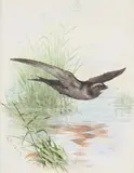 Swift by Archibald Thorburn, Watercolour, sold Oct 2023