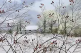 Winter landscape with red berries by Paul Evans, gouache, sold Feb 2024