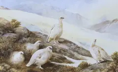 Ptarmigan by Neil Cox, watercolour, sold Feb 2024