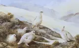 Ptarmigan by Neil Cox, watercolour, sold Feb 2024