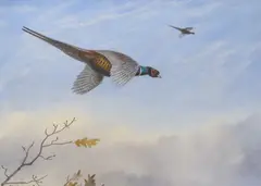 Pheasants in flight by Philip Rickman, watercolour, sold Feb 2024
