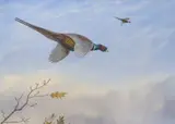 Pheasants in flight by Philip Rickman, watercolour, sold Feb 2024