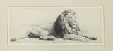 Study of a Lion by Herbert Dicksee, etching, sold Jan 2024