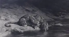 Leopard Drinking by Herbert Dicksee, etching, sold Jan 2024