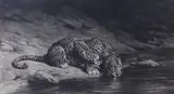 Leopard Drinking by Herbert Dicksee, etching, sold Jan 2024