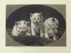 Kittens by Herbert Dicksee, etching, sold Jan 2024