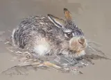 A young hare by Cees Roorda, watercolour, sold Dec 2023