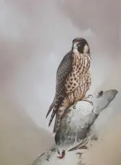 Sparrow Hawk by Raymond Cyril Watson, gouache on board, sold Apr 2024