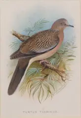 Turtur Tigrinus by Henrik Grønvold, watercolour, sold Apr 2024