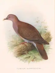 Turtur Coppingeri by Henrik Grønvold, watercolour, sold Apr 2024