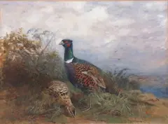 Ring Necked and Hen Pheasant by Cuthbert Edmund Swan, 1931, watercolour, sold Apr 2024