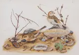 Sparrows by Sarah Merlen, 1983, gouache, offered Apr 2024