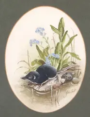 Pygmy Shrew by John Last, watercolour, offered Apr 2024