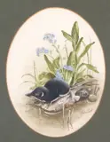 Pygmy Shrew by John Last, watercolour, offered Apr 2024