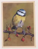 Bluetit by Sarah Pyefinch, gouache, offered Apr 2024