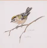 Goldcrest by Janet Penny, watercolour, offered Apr 2024