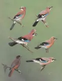 Studies of Jays and Thrush by C.J.F. Coombes, 1977, acrylic on board, offered Apr 2024