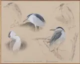 Night Heron Studies by Federico Gemma Swla, 2004, watercolour and pencil on paper, offered Apr 2024