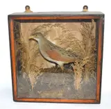 In pine wooden case by Victorian taxidermy cased Corncrake, engraving, sold Apr 2024