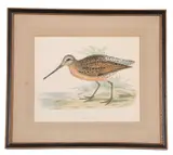 Brown Snipe by Francis Orpen Morris, lithograph, offered Apr 2024