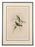 Indicator Xanthonotus by Walter Hart, lithograph, offered Apr 2024