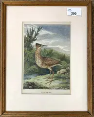 Bittern by Samuel Howitt, engraving, sold Apr 2024