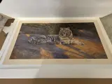 The Great White Tiger by Anthony Gibbs, pencil, sold Apr 2024