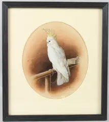 White Cockatoo on perch by Harry Bright, 1885, watercolour, sold Jul 2026