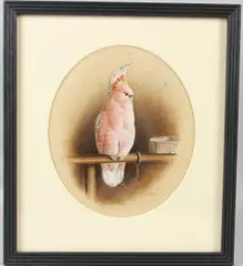 Pink Cockatoo on perch by Harry Bright, 1885, watercolour, sold Jul 2026