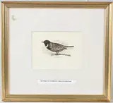 Untitled by Archibald Thorburn, ink, offered Jun 2026