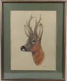 Roe deer by Brian Rawling, watercolour, offered May 2026