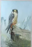 Peregrine falcon by John George Brown, oil on canvas, offered Apr 2026