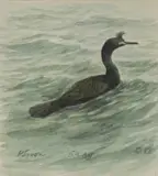 Shag by Philip Snow, watercolour and pencil, offered Aug 2024