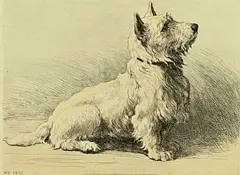 A West Highlander by Herbert Dicksee, 1930, etching, sold Aug 2024