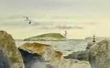 Puffin Island, Ynys Mon by Philip Snow, watercolour, offered Jul 2024