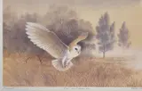 Barn Owl/Tyllian Wen by Philip Snow, print, sold Jul 2024