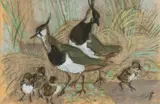 Early mixed media by Charles Frederick Tunnicliffe, mixed media, sold Jul 2024